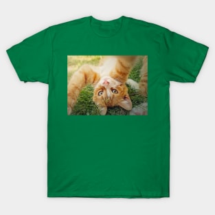 Playful orange kitten T-Shirt